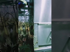 Linea di macellazione di pollame ad alta capacità, macchinario di macellazione di polli Halal 1000BPH