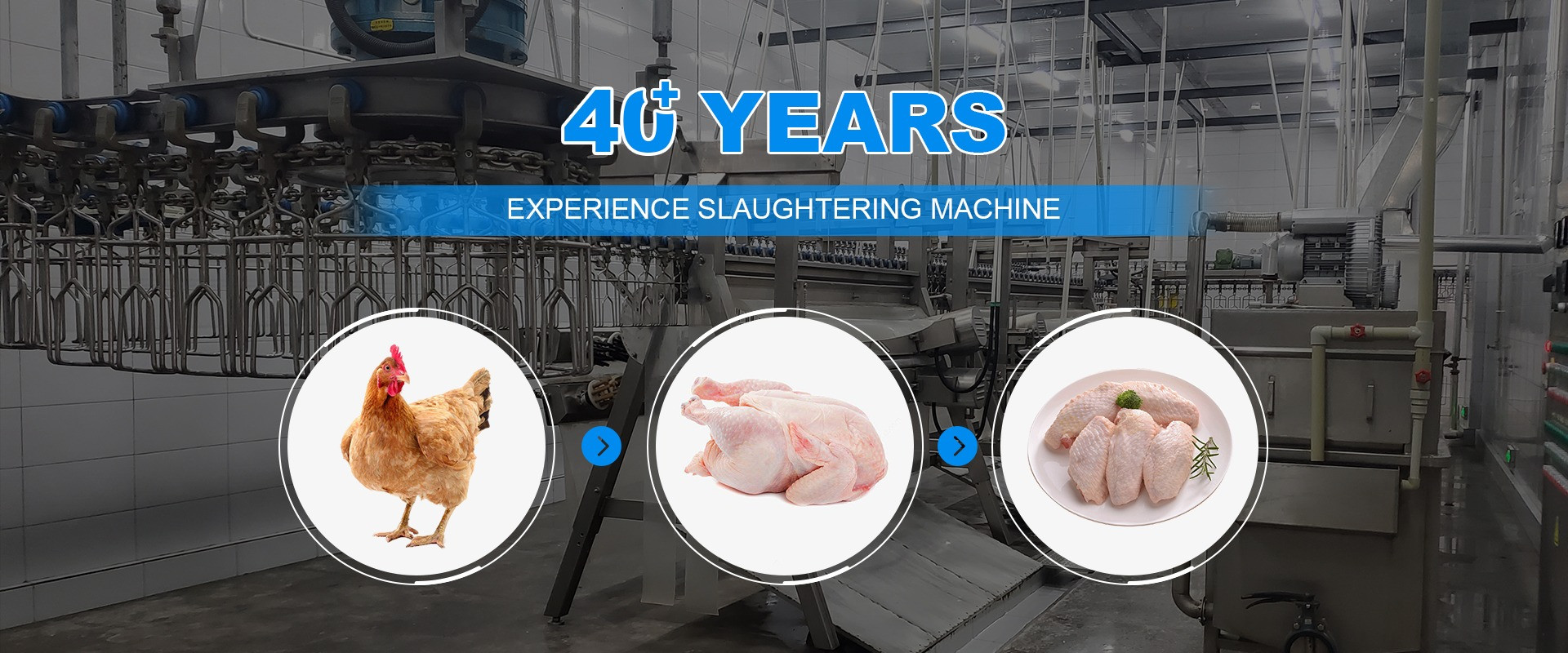 qualità Macchina di macellazione del pollo fabbrica