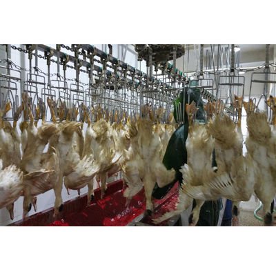 Apparecchiature per l'abbattimento di pollame per polli di pollo per polli di pollo