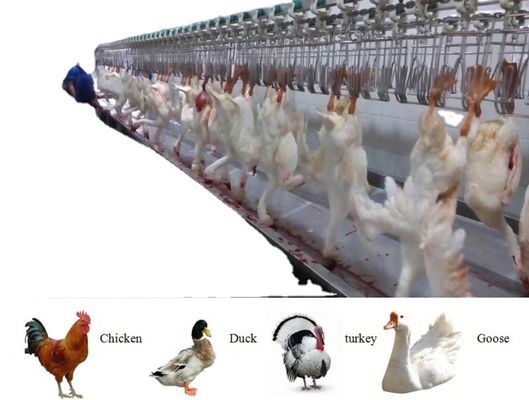 Qualità Apparecchiature automatiche per piccoli macelli di pollame di acciaio inossidabile Macchine mobili per polli Fabbrica