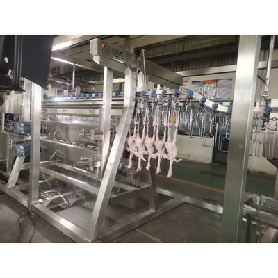 Qualità Macchine per la macellazione automatica di polli da 1000 rpm Fabbrica