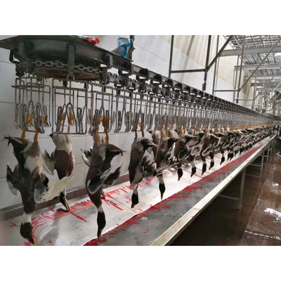 Linea di produzione per la macellazione di polli in acciaio inossidabile per diverse capacità di produzione