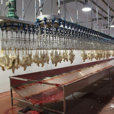 500BPH - 1000BPH Macchine automatiche per la macellazione di polli