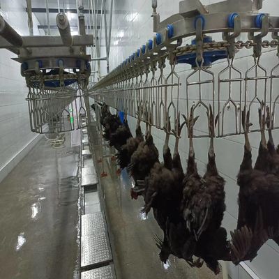 Qualità Plucker di pollo orizzontale e caldaia 50 kg per la produzione ad alta capacità Fabbrica