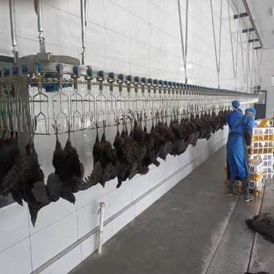 Caldaia elettrica automatica di pollo per linea di macellazione