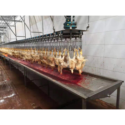 Qualità Attrezzatura per l'abbattimento automatico di pollame halal su misura per il processo di raccolta del pollo Fabbrica