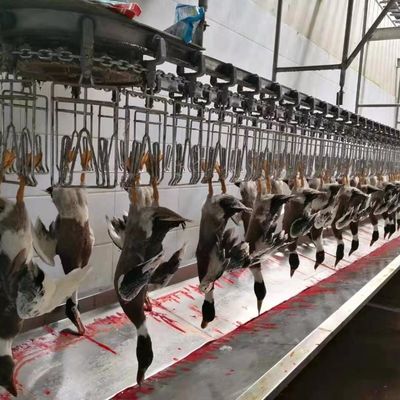 Macchina per la macellazione di polli, galline, tacchini, anatre, pollame 1000BPH