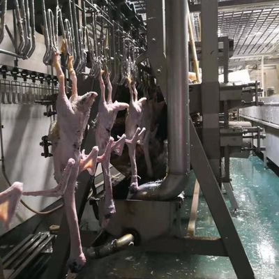Qualità Acciaio inossidabile 304 Turchia Macchine per macellazione Fabbrica