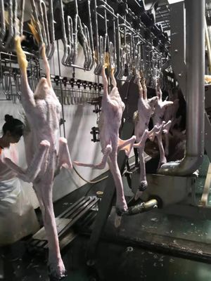 Qualità 500BPH - 2000BPH Macchina automatica per il pollo in acciaio inossidabile Fabbrica