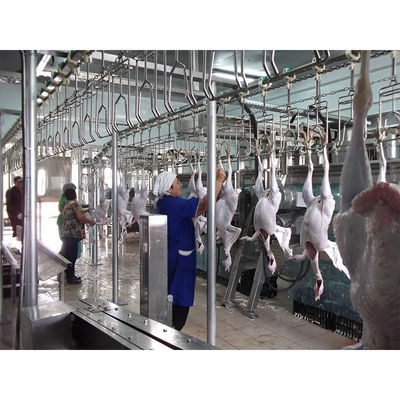 Linea di trasmissione di sangue per pollame 200BPH - 10000BPH Capacità per allevamenti