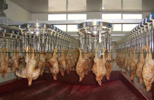 Linea di lavorazione avicola personalizzabile e durevole con acciaio inossidabile 304