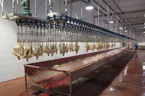 Macchine di macellazione automatiche per polli di pollo in acciaio inossidabile