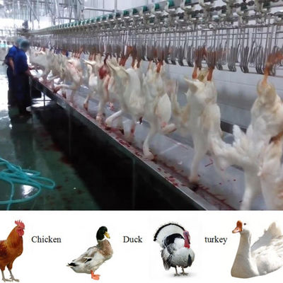 Halal Complete Full Function Poultry Chicken Slaughter Machine Line (Linea di macellazione di polli per polli)