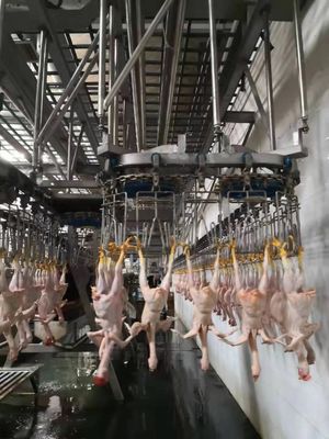 Linea di macellazione di polli durevole Macchina di macellazione automatica TUV approvata