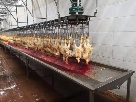 1000 polli all'ora Bph Completa mini linea di lavorazione di pollame impianto di macellazione