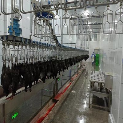 Qualità Eficienza attrezzature per l'abbattimento di pollame con macchine per la raccolta di pollame da 500 BPH Fabbrica