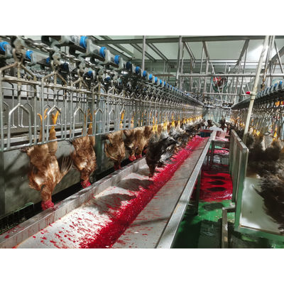 Cina Macchina per la macellazione di polli di pollame in acciaio inossidabile 304 di capacità 0f 2000BPH