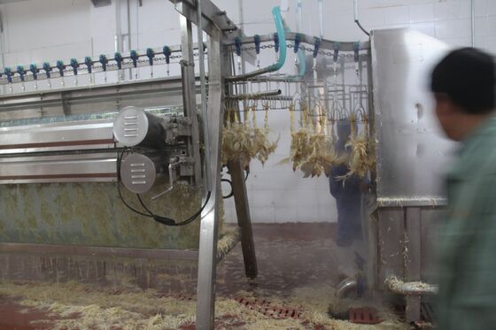 Macchine per la rottura del pollo Piccolo pollame Abbattimento pollame (pollos) Trasformazione della carne Equipaggiamento per la trasformazione del pollo