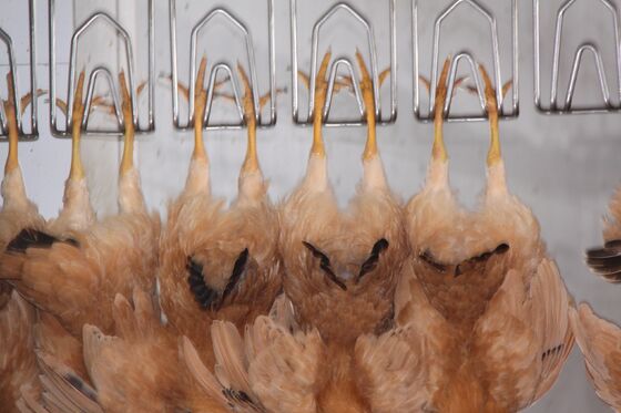 Linea di trasformazione avicola chiavi in mano per macellazione di polli halal ad alta efficienza per 1000 polli all'ora